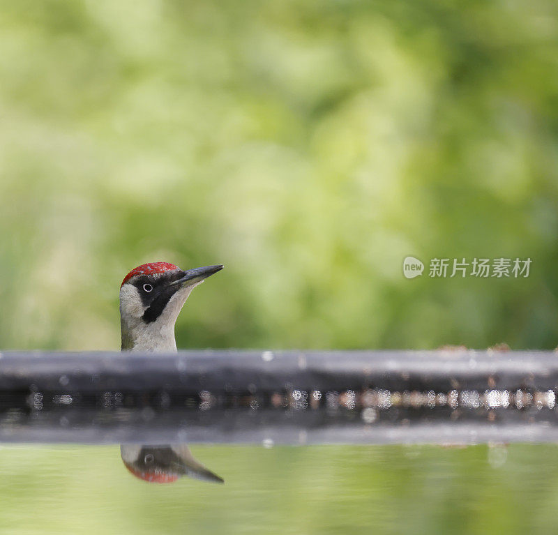 欧洲绿啄木鸟(Picus viridis)雌性